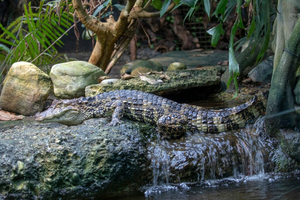 Bild eines Krokodils im Zoo Zürich