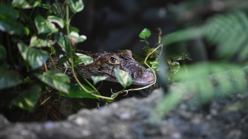 Bild eines Krokodils im Zoo Zürich