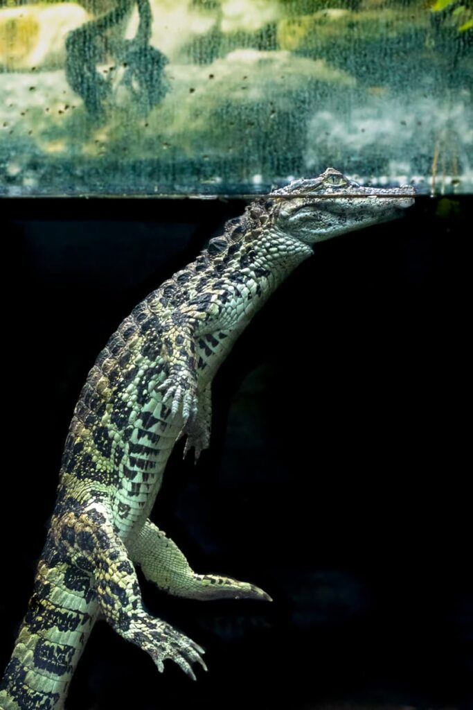 Bild eines Krokodils im Zoo Zürich
