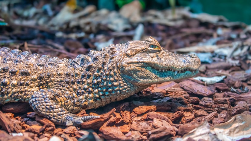 Bild eines Krokodils im Zoo Zürich