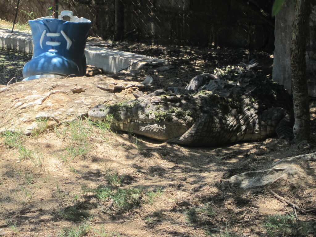 Bild des Krokodils Winnie im Tierwaisenhaus Chipangali