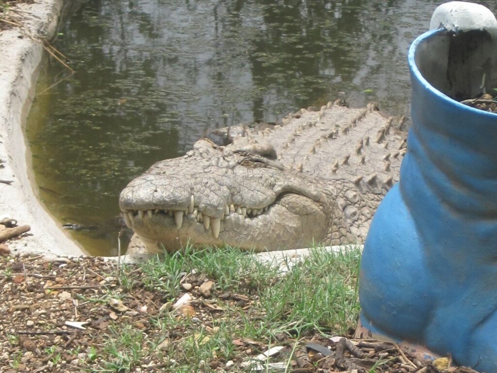 Bild des Krokodils Winnie im Tierwaisenhaus Chipangali