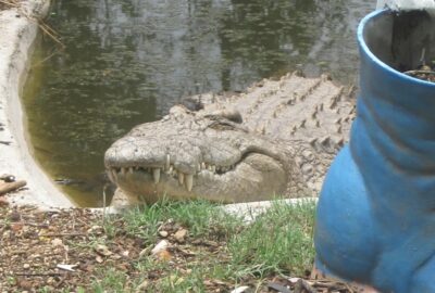 Bild des Krokodils Winnie im Tierwaisenhaus Chipangali