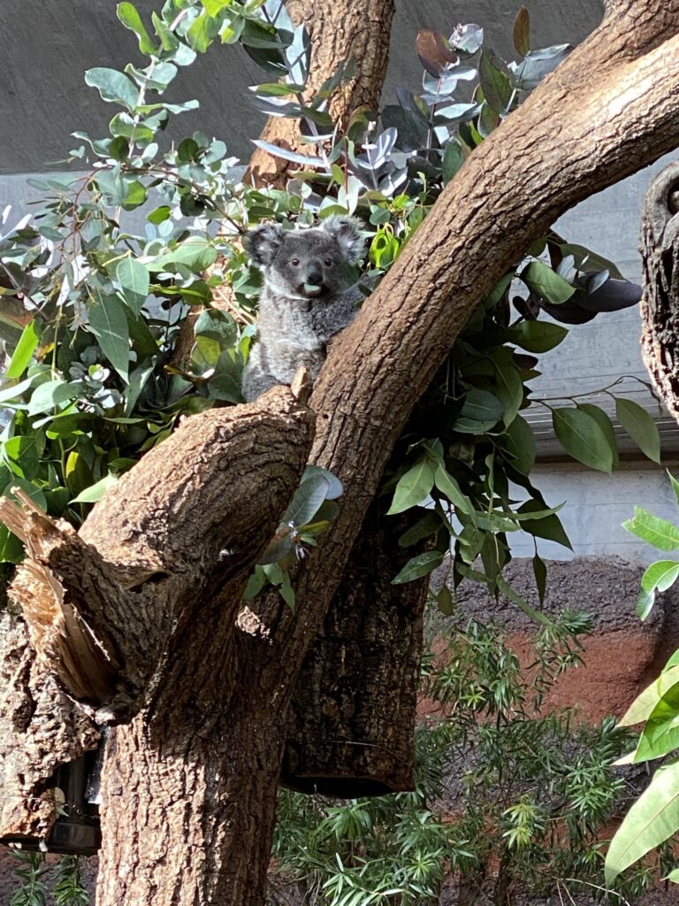Bild von Koalas im Zoo Zürich