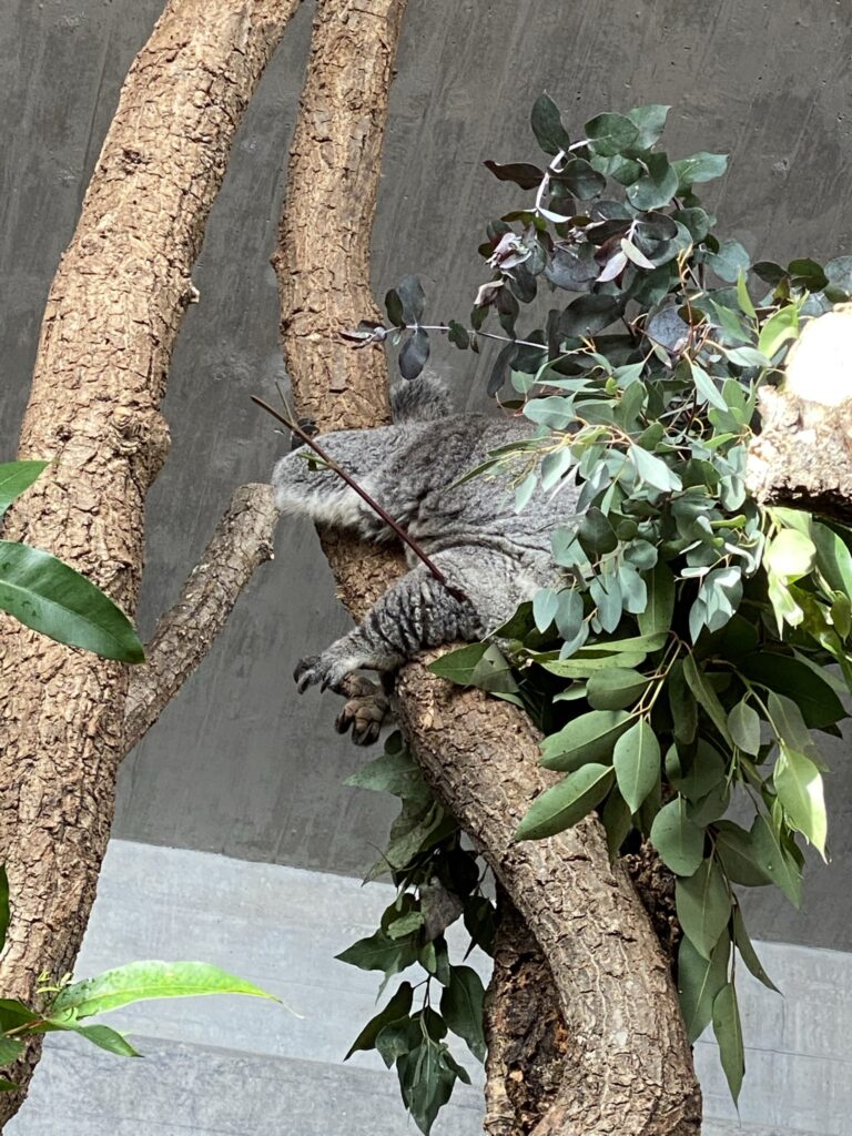 Bild von Koalas im Zoo Zürich