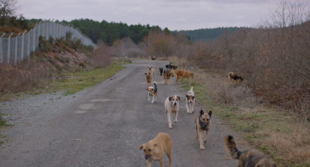 Bild aus dem Film Streuner