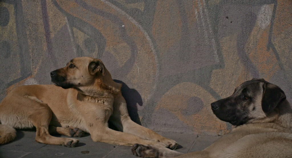 Bild aus dem Film Streuner