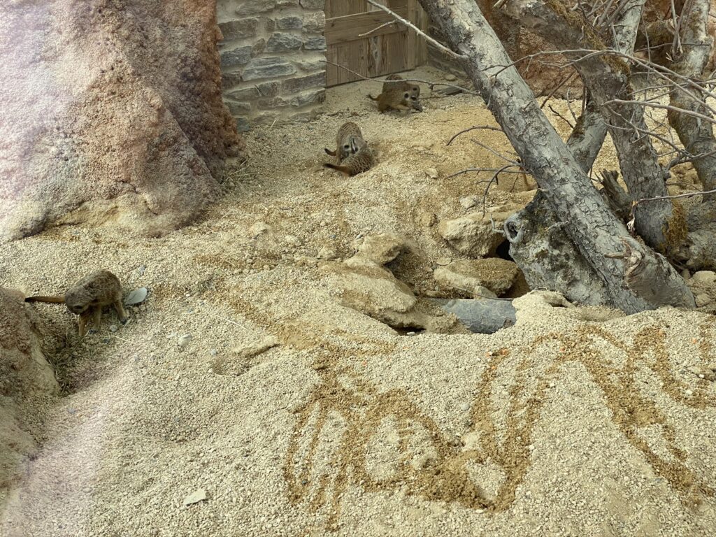 Bild von Erdmännchen im Zoo Zürich