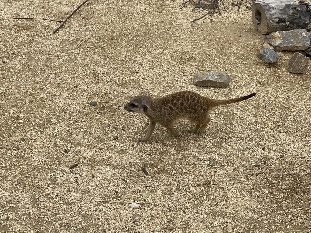 Bild von Erdmännchen im Zoo Zürich