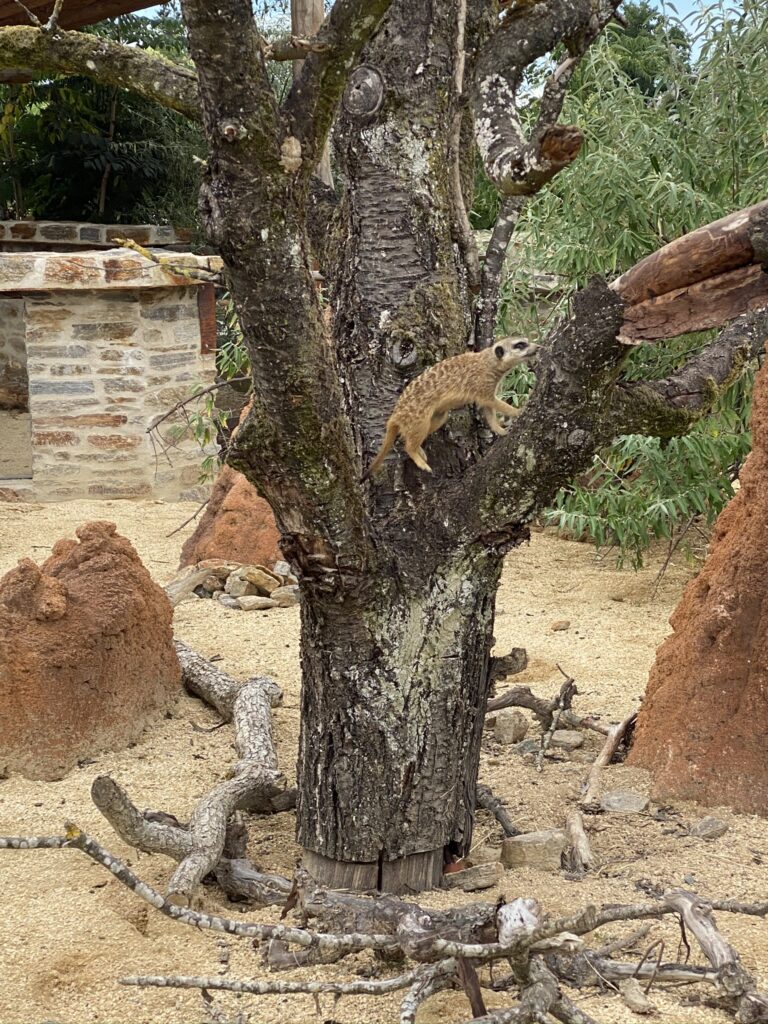 Bild von Erdmännchen im Zoo Zürich