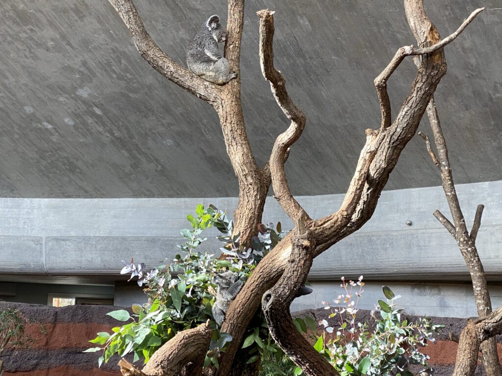 Bild von Koalas im Zoo Zürich