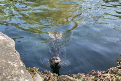 Bild eines Seehundes im Zoo Zürich