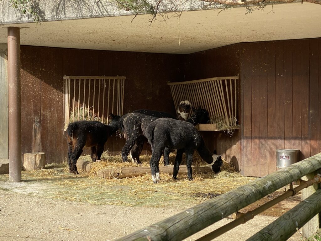 Bild der Alpakas im Zoo Zürich