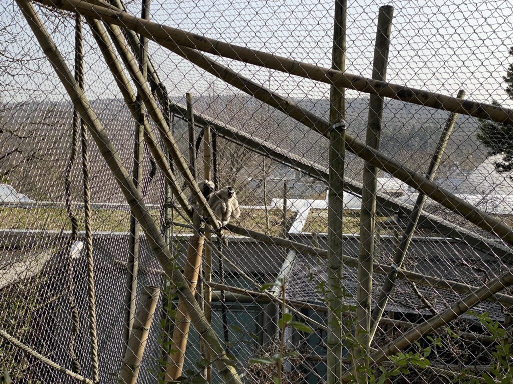 Bild der Gibbons im Zoo Zürich