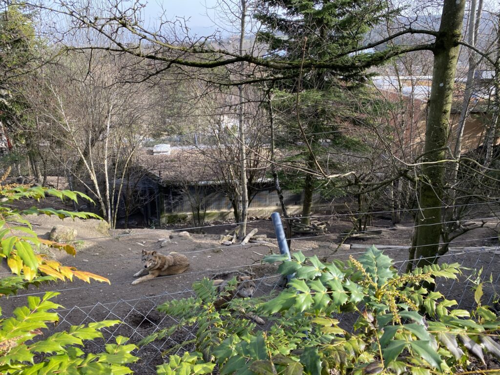 Bild der Wölfe im Zoo Zürich
