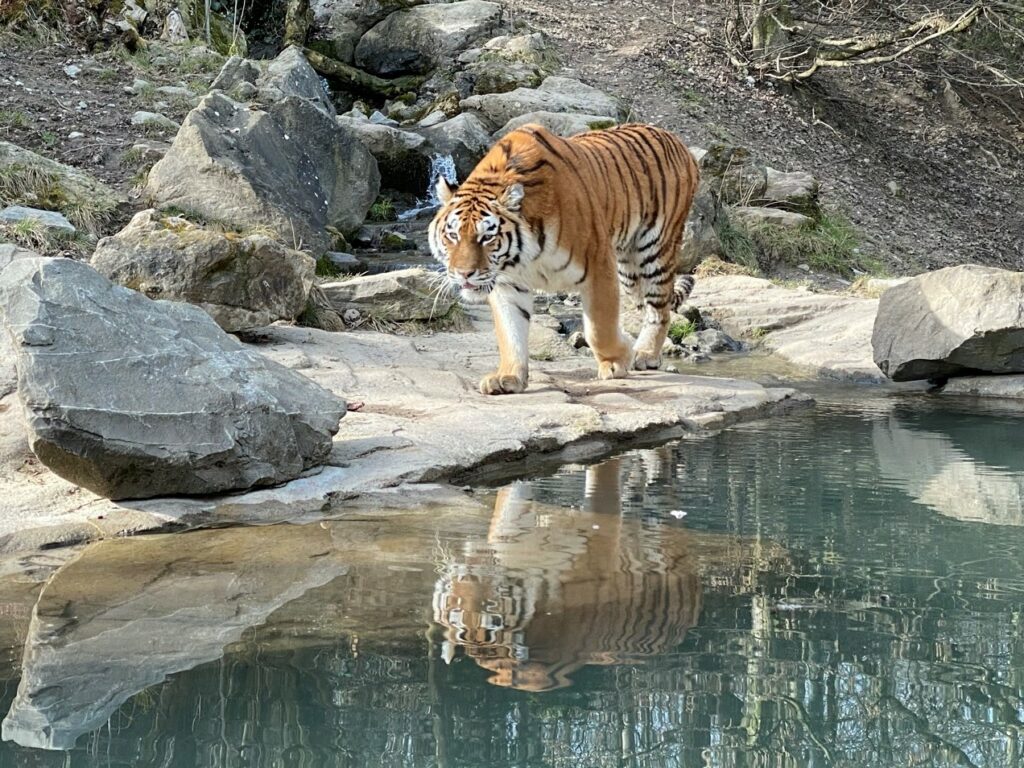 Bild des Tigers im Zoo Zürich