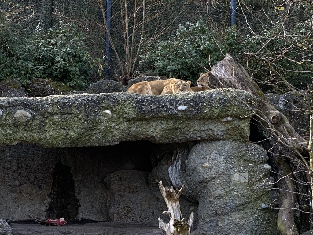 Bild der Löwinnen im Zoo Zürich