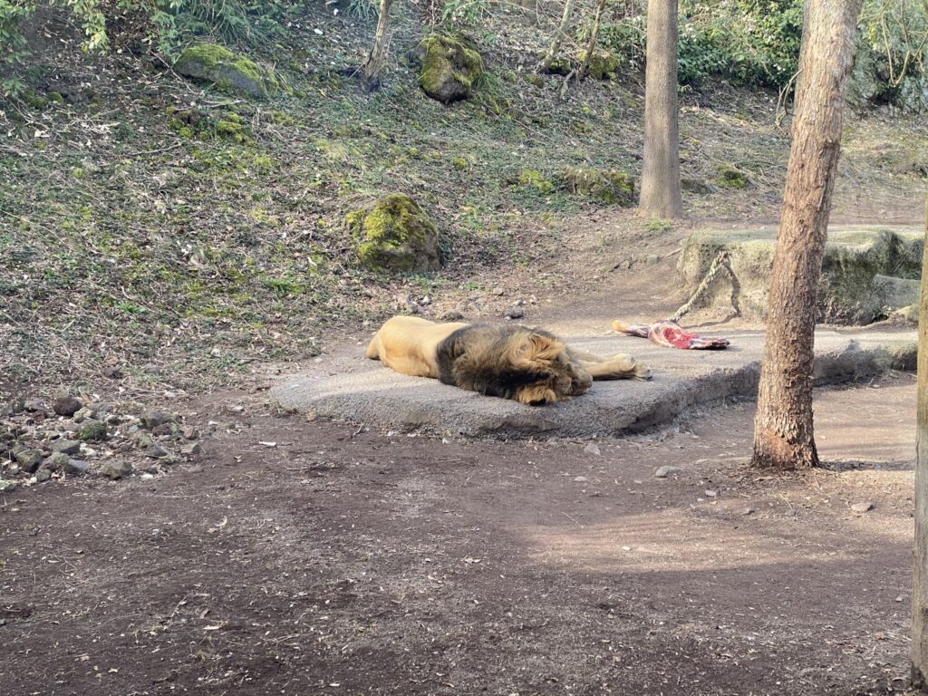 Bild des Löwen im Zoo Zürich