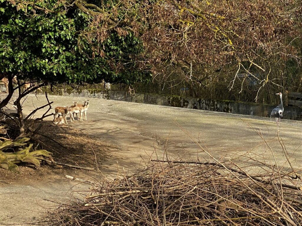 Bild der Burma-Leierhirsche im Zoo Zürich