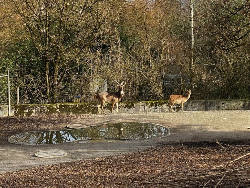 Bild der Burma-Leierhirsche im Zoo Zürich