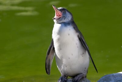 Bild von einem Humboldtpinguin im Zoo Zürich