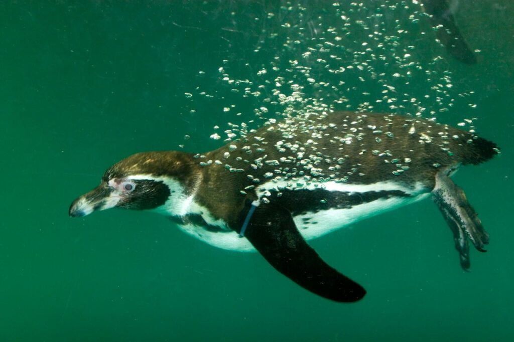 Bild von einem Humboldtpinguin im Zoo Zürich