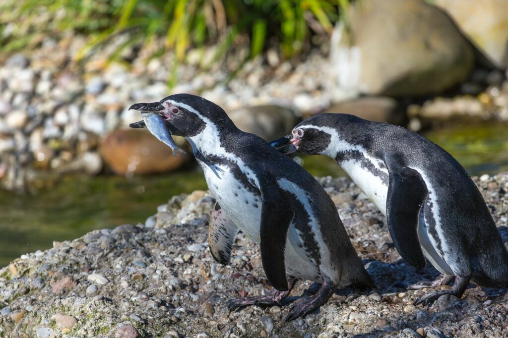 Bild von einem Humboldtpinguin im Zoo Zürich