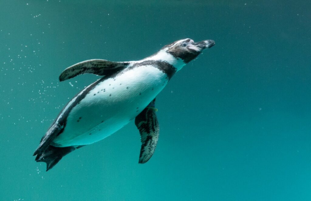 Bild von einem Humboldtpinguin im Zoo Zürich