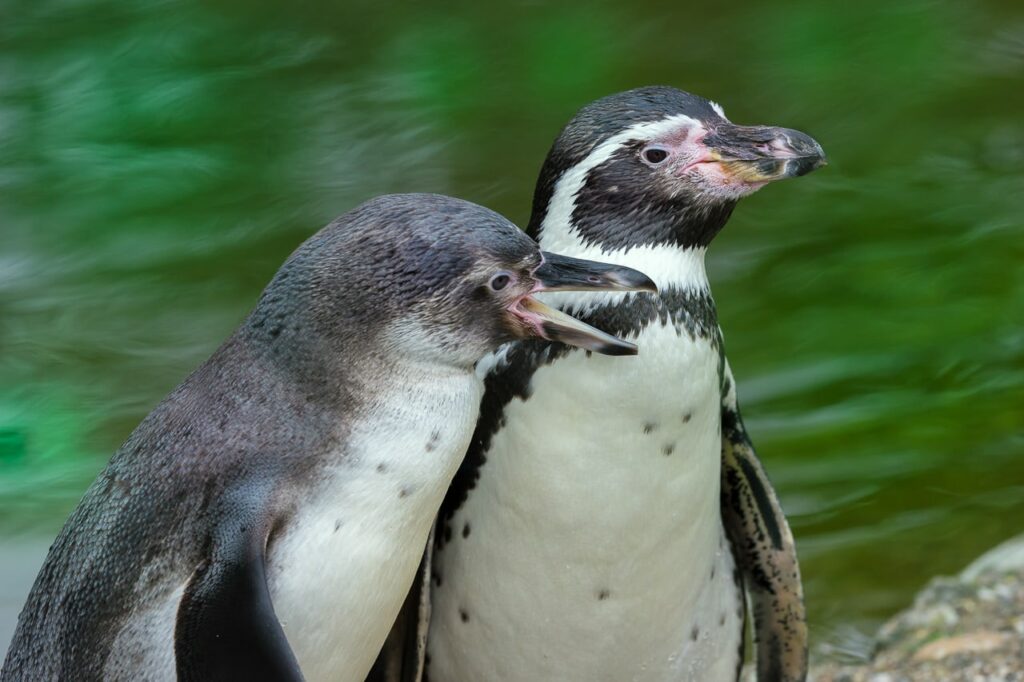 Bild von Humboldtpinguinen im Zoo Zürich