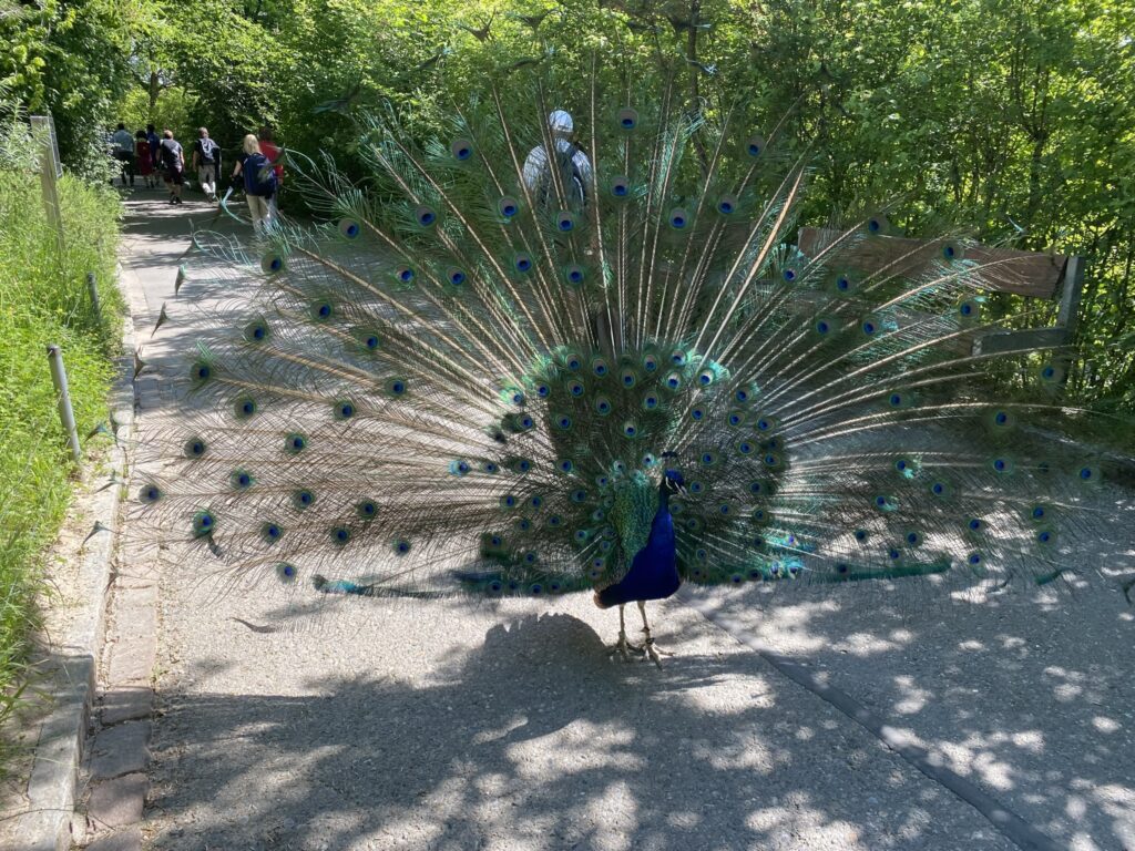 Bild des Pfaus im Zoo Zürich