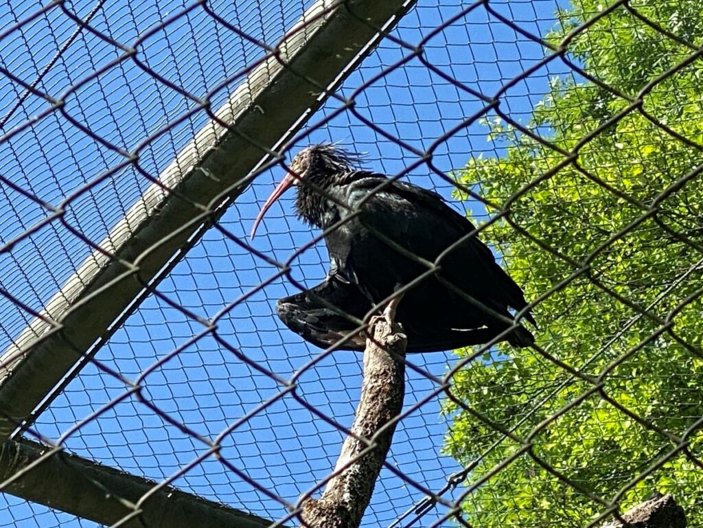 Bild der Waldrappen im Zoo Zürich