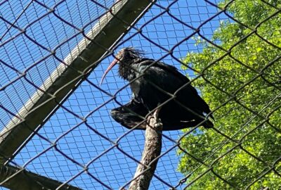 Bild der Waldrappen im Zoo Zürich