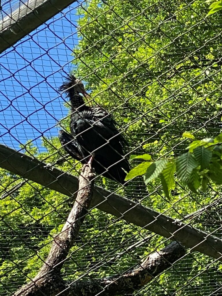 Bild der Waldrappen im Zoo Zürich