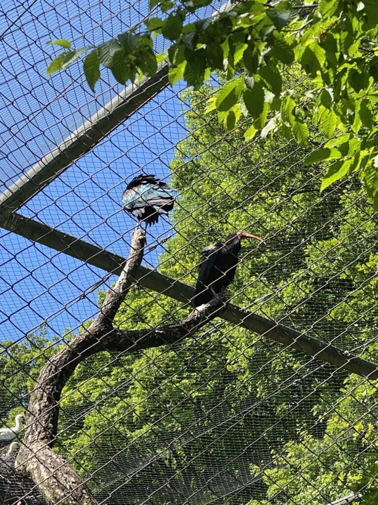 Bild der Waldrappen im Zoo Zürich