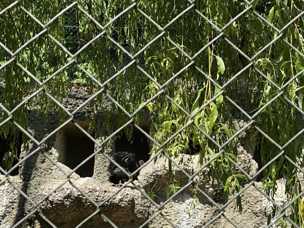 Bild der Waldrappen im Zoo Zürich