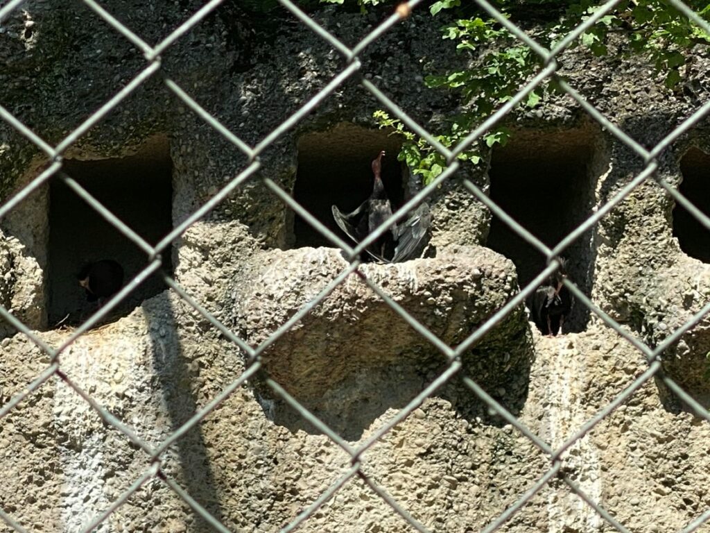Bild der Waldrappen im Zoo Zürich
