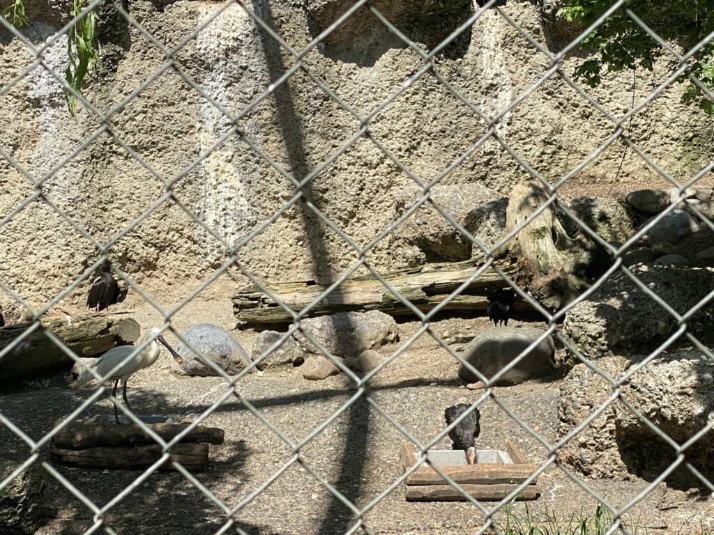 Bild der Waldrappen im Zoo Zürich