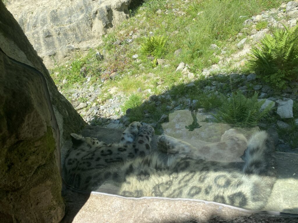 Bild des Schneeleoparden im Zoo Zürich