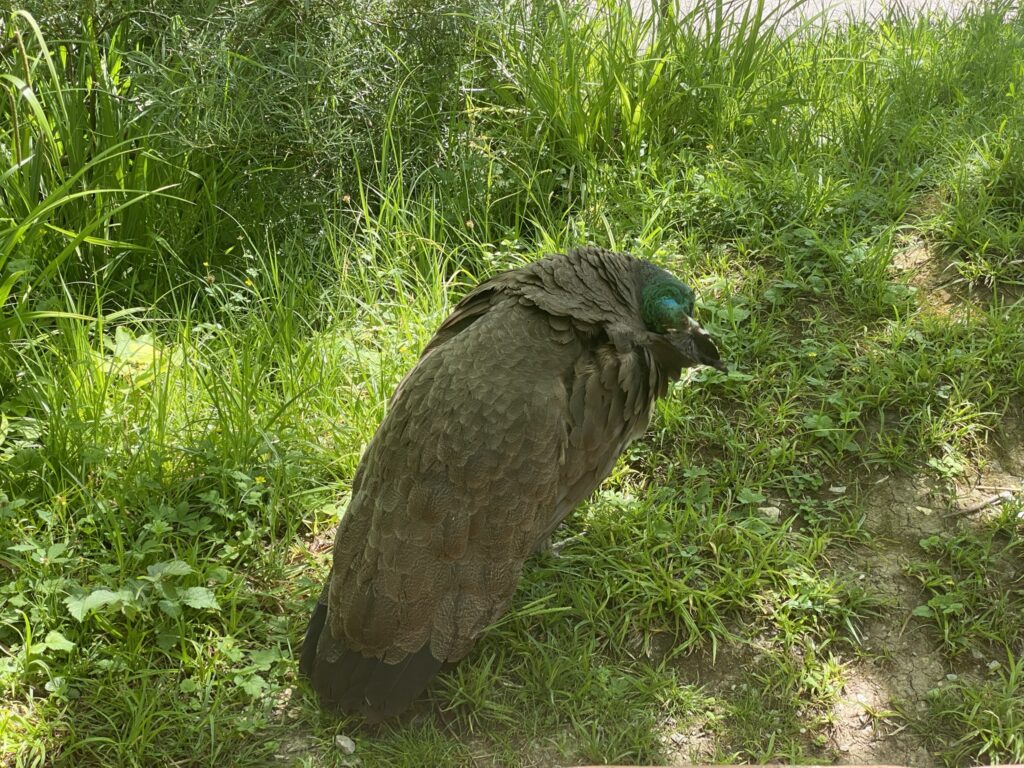 Bild des Pfaus im Zoo Zürich