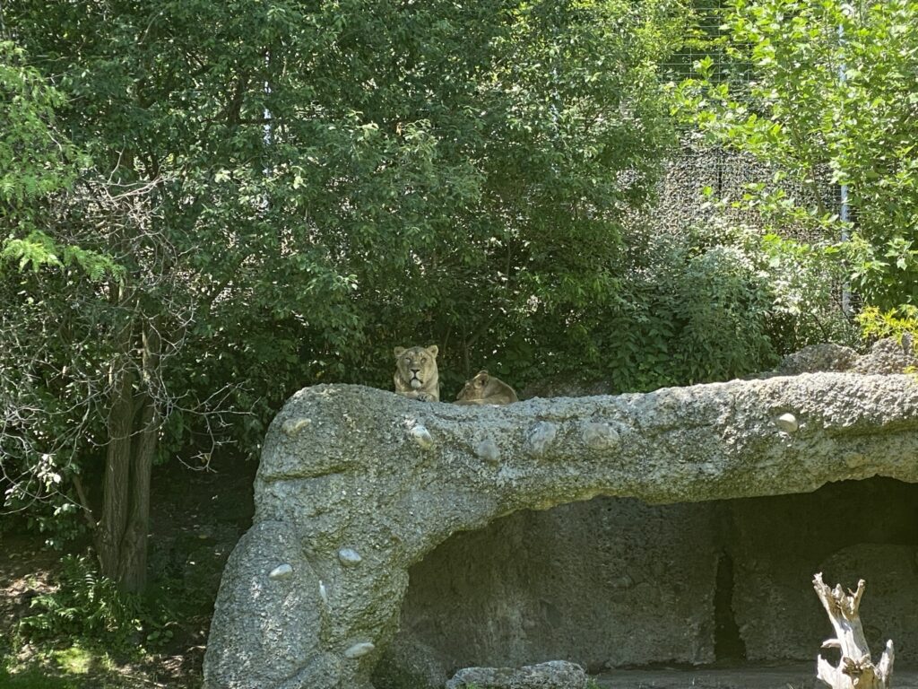 Bild der Löwinnen im Zoo Zürich