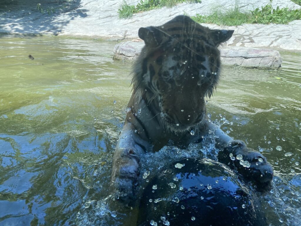 Bild des Tiger Sayan im Zoo Zürich