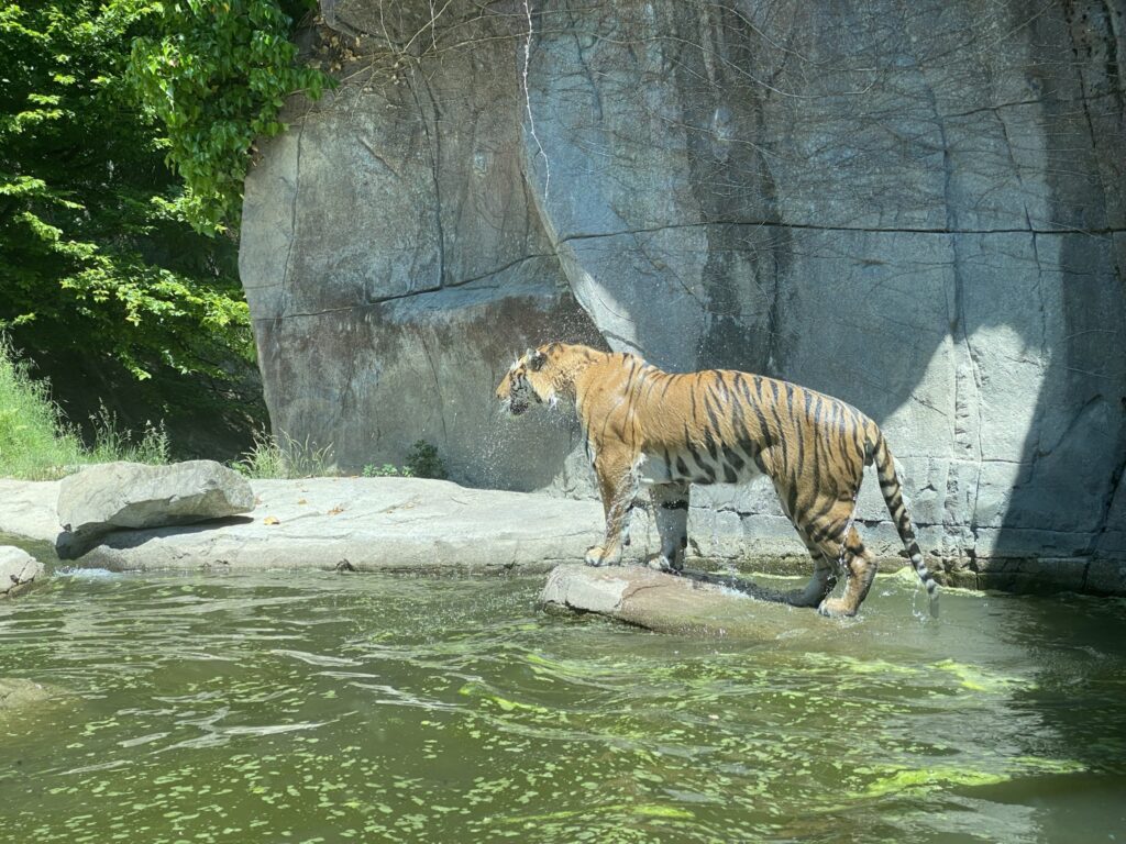 Bild des Tiger Sayan im Zoo Zürich