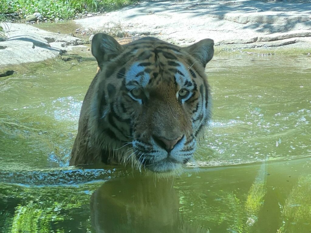 Bild des Tiger Sayan im Zoo Zürich