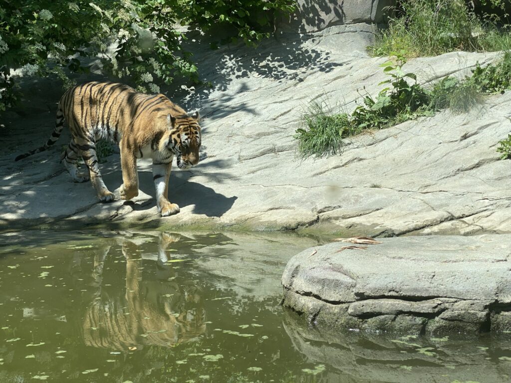 Bild des Tiger Sayan im Zoo Zürich
