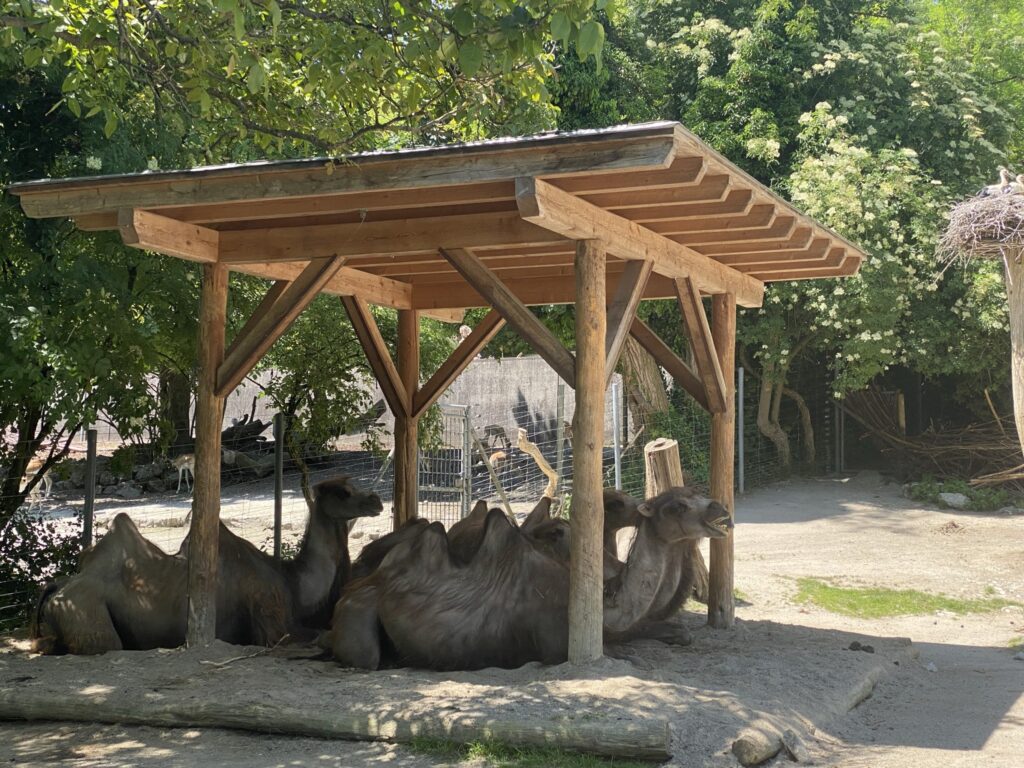 Bild der Kamele im Zoo Zürich