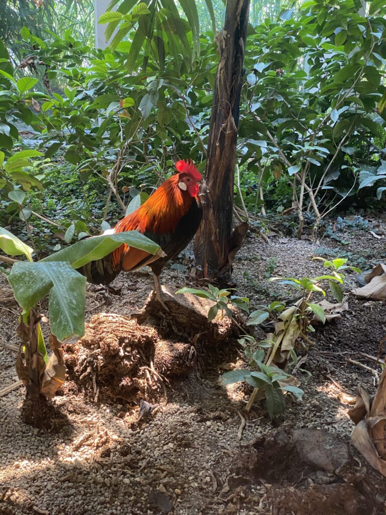 Bild des Güggels im Zoo Zürich