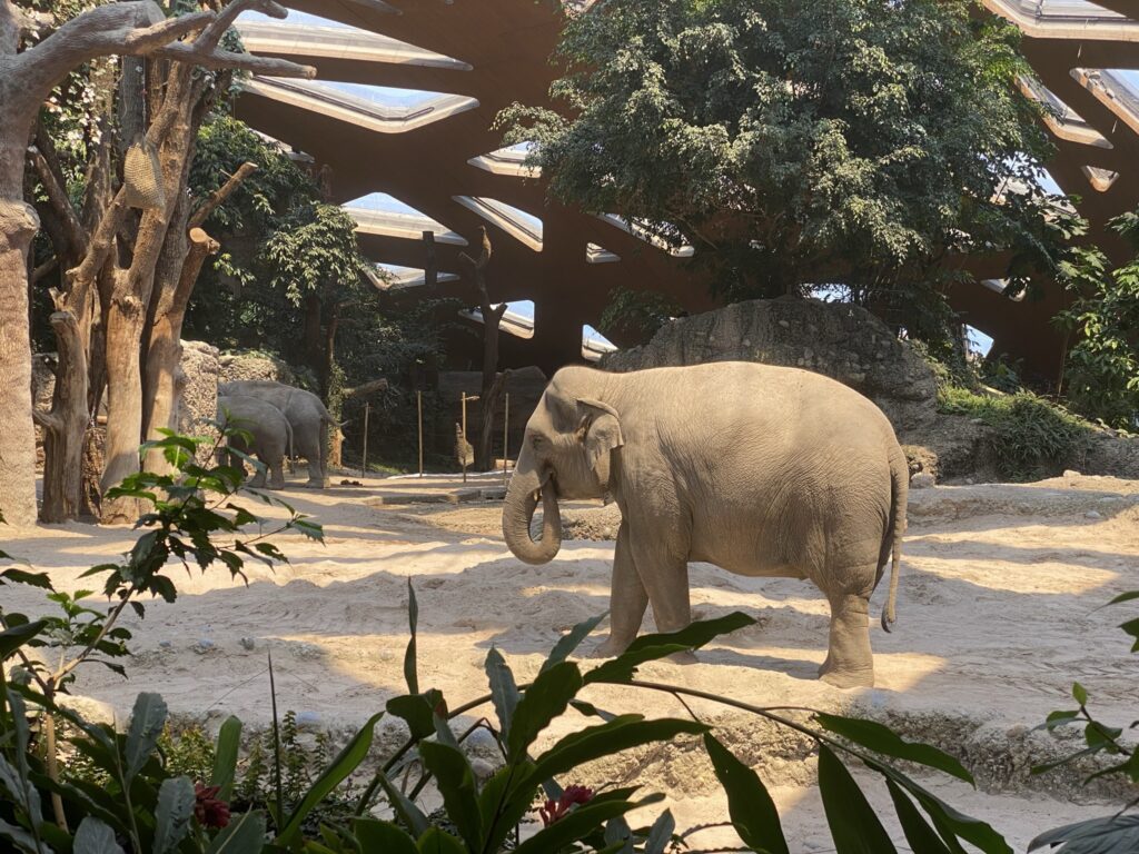 Bild der Elefanten im Zoo Zürich