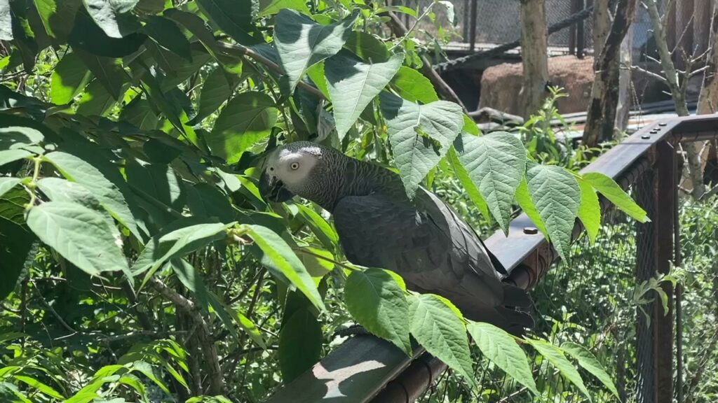 Bild des Pagageis im Zoo Zürich