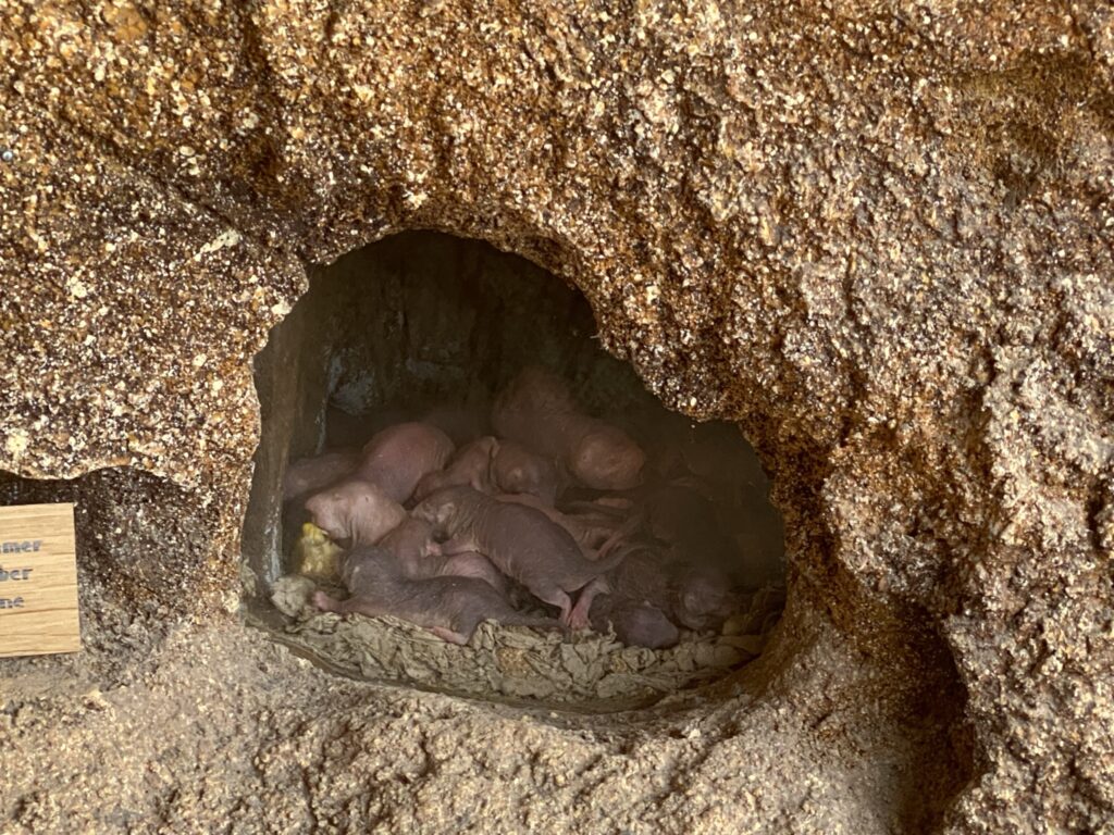 Bild der Nacktmulle im Zoo Zürich