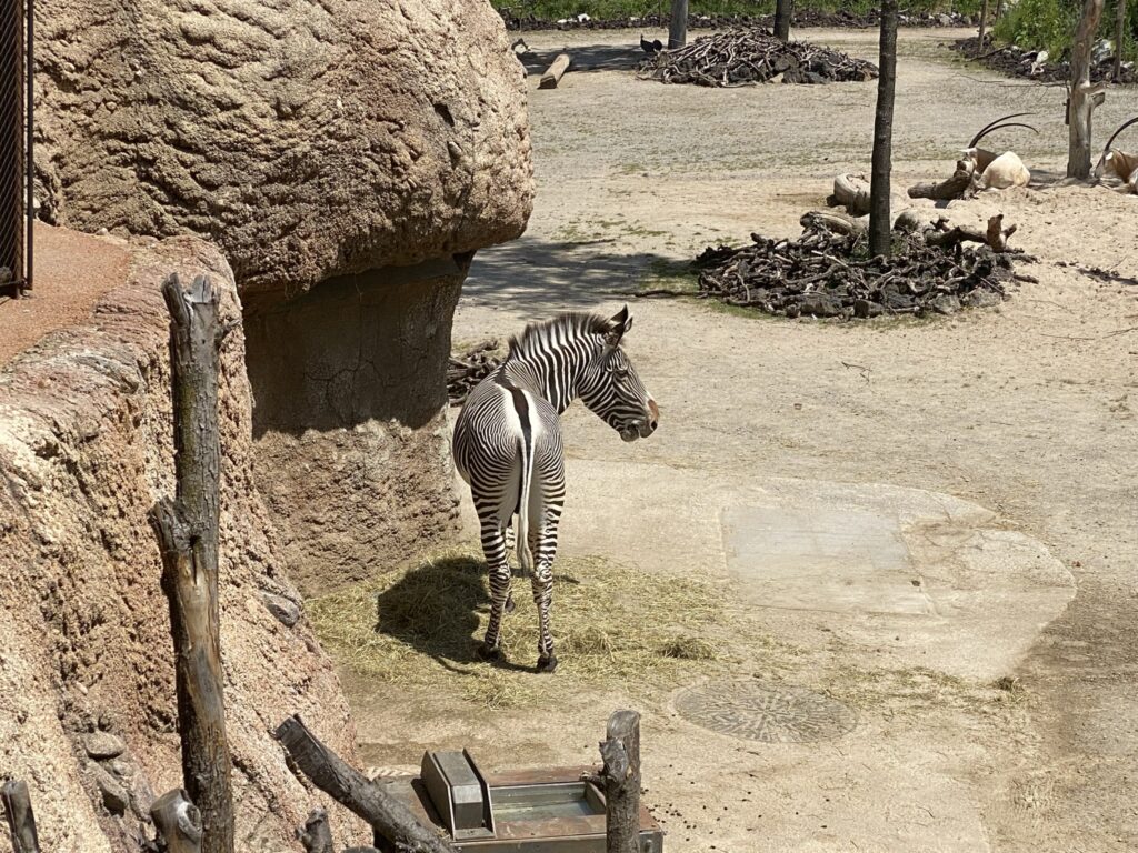 Bild des Zebrabullen im Zoo Zürich
